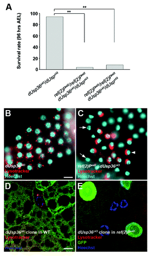 Figure 4. Genetic interaction between dUsp36 and ref(2)P. (A) Survival rate of dUsp36 null mutant larvae or of ref(2)P; dUsp36 double mutant larvae at 4 d AEL (**p < 0.001, independence chi-square test, n = 50 for each genotype). Fluorescent microscope imaging of unfixed fat bodies from dUsp36 null mutant larvae (B) or ref(2)Pod2; dUsp36 double mutant larvae (C) stained with Lysotracker Red (red) and Hoechst 33342 (blue). Confocal sections of fixed fat body cells stained with Lysotracker Red (red), GFP (green), and DAPI (blue) from dUsp36 null mutant clone generated either in a wild-type (D) or in a ref(2)Pod2 mutant background (E). Genotypes: (B) dUsp36Δ43/dUsp36Δ43 (C) ref(2)Pod2/ref(2)Pod2; dUsp36Δ43/dUsp36Δ43 (D) y,w,hsFLP/+; FRT79 dUsp36Δ43/FRT79UbiGFP (E) y,w,hsFLP/+; ref(2)Pod2/ref(2)Pod2; FRT79 dUsp36Δ43/FRT79UbiGFP. Scale bar: 10 µm.