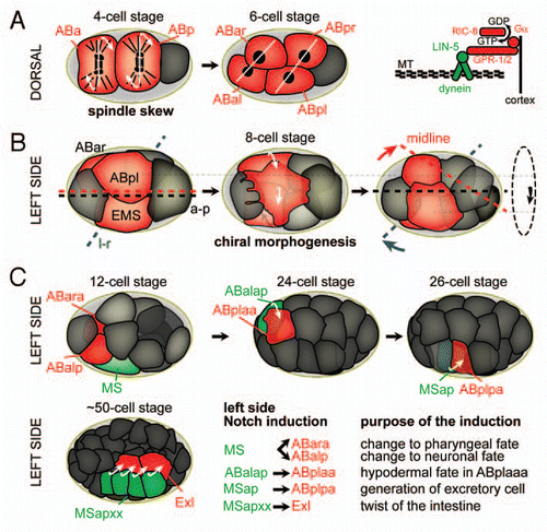 Figure 2 The sequence of l-r symmetry breaking events during C. elegans embryogenesis. Cells actively involved in morphogenetic events or inductions are highlighted in red. (A) Left: Spindle skew during the ABa/p divisions that leads to the first morphological l-r asymmetry. Dorsal views, anterior is to the left, posterior to the right. White lines connect daughter nuclei, arrows indicate the direction of spindle skewing. Right: The force-generating machinery that links the spindle to the cortex. Gα (GPA-16 and GOA-1, see text for details) recruit the dynein complex, a minus-end directed microtubule motor, through interactions with GPR-1/2 and the coiled-coil protein LIN-5. MT, microtubules. (B) Chiral morphogenesis at the 8-cell stage. Left side views, anterior is to the left. Midline (red), a-p axis (black) and l-r axis (blue) are shown. The dashed circle on the right indicates the direction of the rotational rearrangement. (c) Notch inductions that follow chiral morphogenesis on the left side of the embryo. Embryos are oriented as in b. Inducing cells are shown in green, receiving cells in red. For simplicity, lateral cells were obmitted in the case of the Notch induction from MSapxx, as this induction takes place in the center of the embryo.