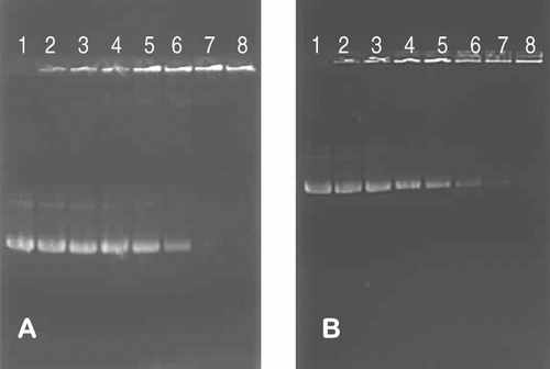 FIG. 4 Band shift assay of interaction between MS10 (A) and MS11 (B) cationic liposomes and pGL3 DNA. Incubation mixtures (15 μ L) in HBS (pH 7.5) contained varying amounts of cationic liposomes. Lanes 1–8 (0, 1.0, 2.0, 3.0, 4.0, 5.0, 6.0, and 7.0 μ g). The plasmid DNA was kept constant at 1 μ g.