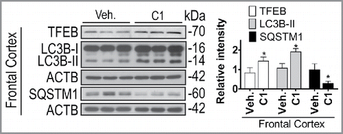 Figure 11. Chronic administration of C1 activates TFEB and enhances autophagy in rat brains. SD rats (n = 6 per group) were orally administered by gavage with C1 (10 mg/kg per day) or vehicle (1% CMC-Na) for 21 d. An additional dosage of C1 was given 6 h prior to sacrifice. Representative blots show the protein levels as indicated in the frontal cortex. Data are presented as the mean ± SD (n = 6). *, P< 0.05 vs. the vehicle treatment.