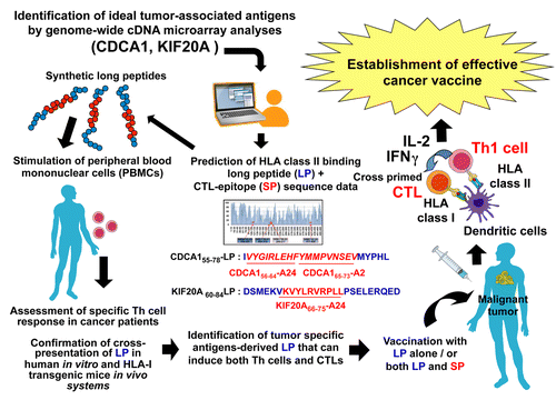 Figure 1. Identification of immunogenic long peptides encompassing both TH1 and cytotoxic T lymphocyte epitopes. To select candidate CDCA1- and KIF20A-derived long peptides (LPs) that would encompass both TH1 and cytotoxic T lymphocyte (CTL) epitopes, we combined the software-assisted prediction of HLA class II-binding peptides with known HLA-A2 or HLA-A24-restricted short CTL epitopes (SPs). Peripheral blood mononuclear cells (PBMCs) derived from healthy donors and cancer patients were used to investigate the immunogenicity as well as the in vitro cross-priming potential of these LPs. HLA-A2 or -A24 transgenic mice were employed to confirm the cross-priming potential of CDCA1- and KIF20A-derived LPs in vivo. LPs similar to those that we identified might allow for the propagation of both TH1 and CTL responses in the course of cancer immunotherapy. IFNγ, interferon γ; IL-2, interleukin-2.