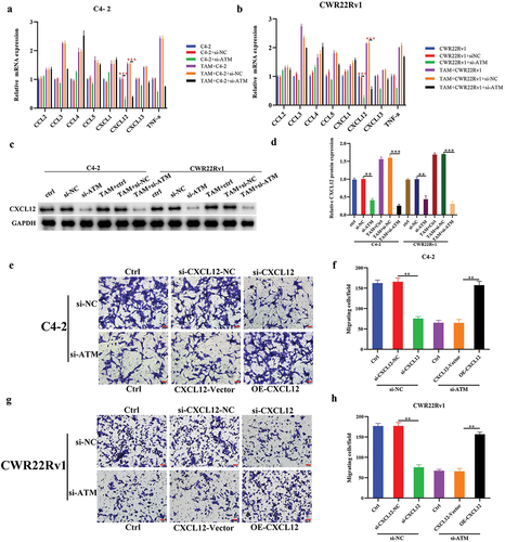 Figure 4. The role of ATM-CXCL12 in macrophage recruitment to CRPC cells. a, b. mRNA expression of macrophage recruitment-related cytokines (CCL2, CCL3, CCL4, CCL5, CXCL1, CXCL12, CXCL13, and TNF-α) in ATM knockdown CRPC cell lines following a co-culture with THP-1 polarized macrophages. GAPDH was used for normalization. c, d. CXCL12 protein expression in ATM knockdown CRPC cell lines following a co-culture with M2 macrophages. GAPDH was used for normalization. e-h. transwell assays for CRPC cell lines following a knockdown of CXCL12 or over-expressed CXCL12 and co-culturing with or without M2 macrophages. Scale bar = 50 μm. Data are presented as the mean ± SD; n = 3; **P < .01; ***P < .001. Data were analyzed using two-way ANOVA with Tukey’s multiple comparisons test.