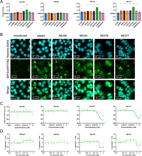 Figure 6. Upregulation of CLEAR genes and clearance of HTT aggregates. (A) Expression of eight CLEAR genes, CSTD, LAMP1, HEXA, CLCN7, ATP6V0A1 (ATP-A1), SQSTM1, UVRAG and GABARAP was assessed after treatment with 1 µM compound for 48 h and showed significant increase of multiple genes with NK176 and NK177 treatment. (B) GFP-Ex1HTT74Q HTT expression can be induced, and visualized as bright puncta where aggregates are formed. Nuclei stained with Hoechst 33,342. (C) Total-GFP fluorescence shows reduction in signal after treatment with either NK176 or NK177 at 1 and 2 µM (n = 3). (D) The percentage of cells bearing aggregates is reduced at higher concentrations, but the difference is non-significant due to the variability in the assay output. n = 3 except for NK176 and NK177 1 and 2 µM where n = 2. * p < 0.05, *** p < 0.0, **** p < 0.0001 Two-Way ANOVA with Dunnett’s multiple comparisons test.