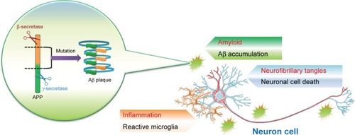Figure 1 Alzheimer’s disease pathology includes the abnormal shearing of β- and γ-secretase resulting in Aβ accumulation.Notes: Phosphorylation of tau protein causes nerve entanglement. Inflammation and phagocytosis are induced by microglia.Abbreviations: Aβ, beta amyloid; APP, amyloid precursor protein.