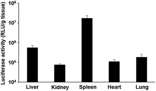 Figure 4. Transgene efficiency of the ternary complex in mice. Mice were intravenously administrated the ternary complex containing pCMV-Luc. Six hours after its administration, luciferase activities in the liver, kidneys, spleen, heart, and lungs were evaluated. Each bar was the mean ± S.E.