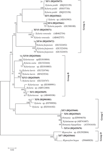 Figure 2. Neighbor-joining tree based on ITS nrDNA sequences showing the relationship between isolates of the present study and representatives of other related taxa. Numerical values indicate bootstrap percentile from 1000 iterations.