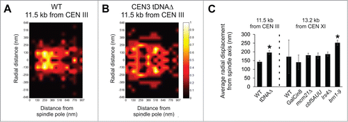 Figure 2. Condensin tethers the distal pericentromere to the spindle axis. (A, B) Probability distribution map of a separated LacO array inserted at 11.5 kb from CEN III in wild type and tDNAΔ chromosome 3. (C) Graph of average radial distance from spindle axis in a LacO array 11.5 kb from CEN III or LacO array 13.2 kb from CEN XI. Error bars represent standard error. (*) Asterisks denotes significant increase compared to wild type, P< 0.01.