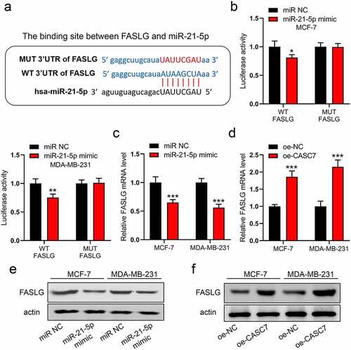 Figure 4. MiR-21-5p regulates the expression of FASLG. (a) The binding site between miR-21-5p and FASLG. (b) The luciferase assay was examined in MCF-7 and MDA-MB-231 cells. (c) and (d) The mRNA expressions of FASLG were examined by RT-qPCR. (e) and (f) The protein expressions of FASLG were examined by Western blotting. Data are presented as mean ± SD. n = 3, **P < 0.01, ***P < 0.001