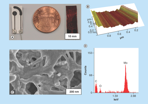 Figure 1.  Surface characterization of molybdenum biosensor.(A) Two-electrode Mo biosensor with polyimide backing; (B) Atomic force microscopy image indicating uniform deposition profile of molybdenum; (C) scanning electron microscopy image indicating conformal deposition of molybdenum on polyamide substrate; (D) Energy dispersive x-ray spectroscopy characterization of scanning electron microscopy region in (C).Mo: Molybdenum.