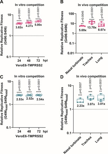 Figure 3. The spike G496S substitution reduces replicative fitness of Omicron BA.1 against BA.2 (A) In vitro virus competition assay using a mixture of the wildtype (G496) and S496 mutant. The viral-load ratios of G496 to S496 in the cell supernatants were measured by Sanger sequencing. (B) In vivo virus competition assay measuring the wildtype (G496) to S496 viral-load ratios in the nasal turbinate, trachea, and lung of male hamsters (n = 5 hamsters) at 2 dpi by Sanger sequencing. (C) In vitro virus competition assay using a mixture of the G496R498 single mutant and the S496R498 double mutant. The viral-load ratios of G496R498 to the S496R498 in the cell culture supernatants were determined by Sanger sequencing. (D) In vivo virus competition assay measuring the viral-load ratios of G496R498 single mutant to the S496R498 double mutant were performed in male hamsters (n = 5 hamsters) at 2 dpi by Sanger sequencing. All data are indicated as mean ± SD. P values are calculated as the coefficient of each linear regression analysis of indicated group ratios versus baseline ratios (1:1). **P < 0.01; ***P < 0.001; ****P < 0.0001.