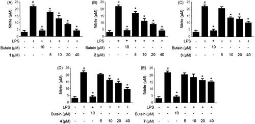 Figure 2. Effects of compounds 1–4, and 7 on nitrite production in LPS-stimulated BV2 microglia (A−E). Cells were pretreated for 3 h with the indicated concentrations of the compounds, then stimulated for 18 h with LPS (1 μg/mL). The concentrations of nitrite were determined using a Griess reaction. Data represent the mean ± S.D. of three experiments. #p < 0.05, as compared with the control group; *p < 0.05, as compared with the group treated with LPS only. Butein was used as the positive control.