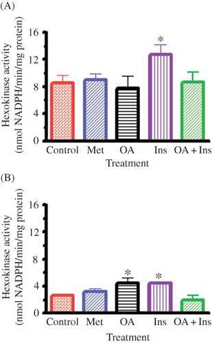 Figure 2. Effects of OA, metformin (Met), insulin (Ins), and combined OA and insulin (OA + Ins) on hepatic HK activity in nondiabetic (A) and STZ-induced diabetic (B) rats. Values are presented as means, and vertical bars indicate SEM (n = 6 in each group).