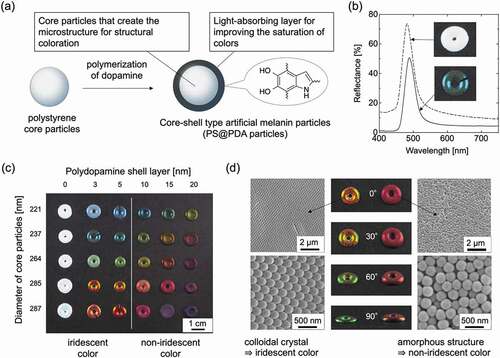 Figure 5. (a) Design of core-shell type artificial melanin particles, i.e. PS@PDA particles. (b) Reflection spectra of pellet samples from PS particles (dotted line) and PS@PDA particles (solid line). The insets show photographs of the pellet samples. (c) Structural color pellets prepared from PS@PDA particles with different core diameters and PDA shell thicknesses. (d) Photographs and SEM images taken from different view angles of structural color pellets composed of PS@PDA particles. Reproduced with permission from [Citation73] (Copyright 2016, Nature Publishing Group)