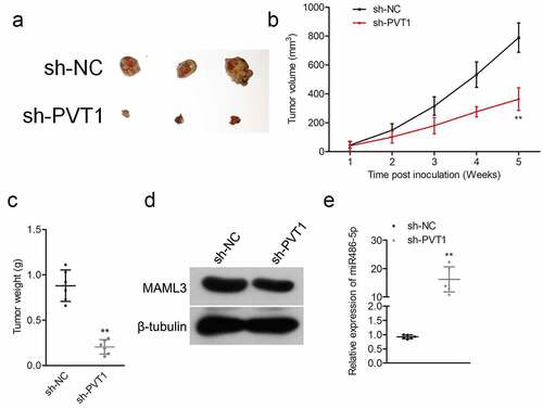 Figure 5. Sh-PVT1 decreased ALL cell xenograft tumor growth. (a) Representative xenograft tumor in each group. (b) Tumor volume was measured every week. (c) Tumor weight was detected in each group. (d) The protein level of MAML3 was detected in each group by Western blot. (e) The expression levels of miR-486-5p were examined in each group by qRT-PCR. **P< 0.01 compared to sh-NC.