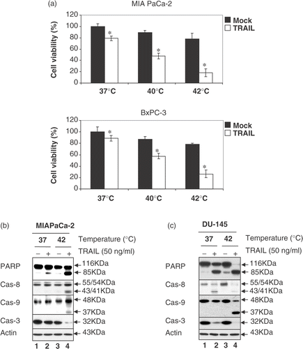 Figure 3. Effect of hyperthermia on TRAIL-induced apoptosis in other cell lines: MIA PaCa-2, BxPC-3 and DU-145 cells. (a) MIA PaCa-2 and BxPC-3 cells were heated at 40°C or 42°C for 4 h in the presence or absence of 50 ng ml−1 TRAIL. Cell survival was determined by the trypan blue exclusion assay. Error bars represent standard error of the mean (SEM) from three separate experiments. Asterisks indicate values which are different from the respective control (t-test, p < 0.05). (b, c) Cell lysates were subjected to immunoblotting for PARP and caspases as described in Figure 1.