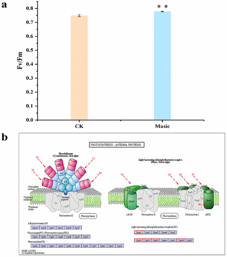 Figure 2. (a) Fv/Fm was determined after treatment with and without music. The error bars in the graph are standard errors (SE) with biological repetitions n = 4. *P < .05, **P < .01 represent significant differences and extremely significant differences; (b) Kyoto Encyclopedia of Genes and Genomes (KEGG) maps the pathways associated with photosynthetic antenna proteins. The box color was determined by the expression pattern of unigenes coding corresponding proteins. Red represents up-regulation, green represents down-regulation, and yellow represents mixed-regulation.