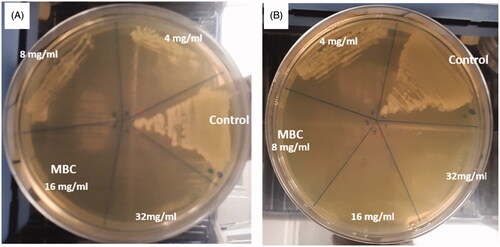Figure 9. MBC of biosynthesized ZnO NPs against (A) E. coli (B) and S. aureus; c: control (untreated bacteria).