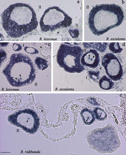 Figure 5. Cryostat sections of oocytes hybridized with the full length(a,b) or the partial clone (c,d,e) as a probe. The arrowheads point to the presence of spots of the hybridization signal in oocytes of R. lessonae (c), R. esculenta (d) and R. ridibunda (e). Representative stages of oocytes are shown. The asterisks indicate ovary somatic cells (a,c–e). Scale bar represent 500 µm.