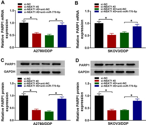 Figure 7 Silencing of NEAT1 decreases PARP1 expression by regulating miR-770-5p in cisplatin-resistant ovarian cancer cells. (A and B) The mRNA level of PARP1 was measured in A2780/DDP and SKOV3/DDP cells transfected with si-NC, si-NEAT1 #2, si-NEAT1 #2 and anti-NC or anti-miR-770-5p by qRT-PCR. (C and D) The expression of PARP1 protein was detected in A2780/DDP and SKOV3/DDP cells transfected with si-NC, si-NEAT1 #2, si-NEAT1 #2 and anti-NC or anti-miR-770-5p by Western blot. The difference was compared with the indicated control group and analyzed via ANOVA followed via Tukey post hoc test. *P<0.05.