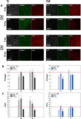 Figure 3. Confocal images from one of the experiments. Morphology of cell nuclei, collagen and actin production of hOBs cultured for 21 days in growth medium (GM) (n = 3) or differentiation medium (DM) (n = 3) on minimally rough machined titanium (Ti) and moderately rough fluoride-modified titanium (TiF), after no irradiation and after 10 Gy (A). Quantification of collagen (B) and actin (C) production of hOBs cultured for 21 days in GM (n = 3) or DM (n = 3), on Ti and TiF, after single doses of 2, 6 and 10 Gy. The data represent mean values ± standard error of the mean (SEM) from three different experiments and are presented as % of unirradiated controls (red line) on the same surfaces (Ti or TiF) and in the same type of culture medium (GM or DM). The significance level is set to p values ≤ 0.05 toward control (a), and toward 6 Gy (c).