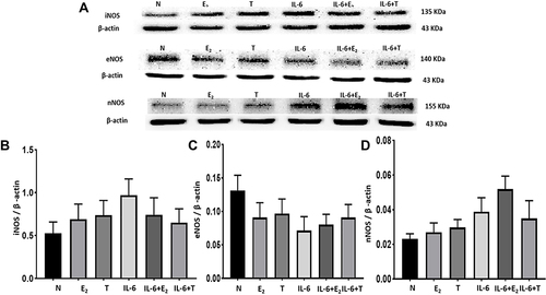 Figure 3 Immunoblotting results of iNOS, eNOS and nNOS expressions in H9C2 cardiomyocytes. (A) Representative immunoblots of each protein. (B) IL-6 increased iNOS expression, which was reduced by T and showed tendency of decrease by E2 (p=0.06). (C) IL-6 reduced eNOS expression and T or E2 co-treatment did not affect its expression. (D) IL-6 increased nNOS protein expression and such an effect was enhanced by E2, but not by T.