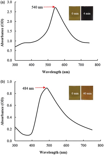 Figure 1. UV–vis spectra of Gu–AuNps (a) and Gu–AgClNPs (b). Insets show colour change before and after incubation at 80 °C.