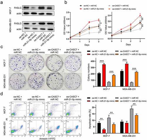 Figure 5. LncRNA CASC7 contributes to malignant behaviors of breast cancer by regulating miR-21-5p/FASLG axis. (a) The protein expressions of FASLG were examined by Western blotting. (b) The cell viability was detected by CCK-8 assay. (c) The colony formation was examined. (f) The apoptosis was examined. Data are presented as mean ± SD. n = 3, **P < 0.01, ***P < 0.001