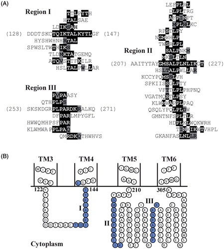 Figure 4. Phage display identifies putative MMACHC binding sites on LMBD1. (A) MMACHC affinity-selected peptides aligned to three regions within cytoplasmic loops of LMBD1 (I–III). Exact sequence matches are highlighted in black; conservative matches are highlighted in grey. (B) Topology diagram of TM helices 3–6 of LMBD1 using boundaries from UniProt (Q9NUN5) and visualization with TOPO2. MMACHC-binding regions displayed in blue and denoted by roman numerals.