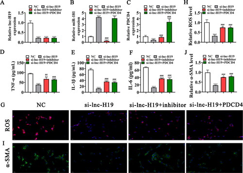 Figure 4. Upregulation of PDCD4 or downregulation of miR-181 reversed the protective effect of si-lnc-H19 to BECs after exposure to CSE. (A–C) RT-qPCR detection shows the expression of lnc-H19, miR-181, and PDCD4 in BECs. Data are means ± SD. ***p < 0.001 vs. NC. ###p < 0.001 vs si-lnc-H19. (D-F) ELISA detection shows the expression of inflammatory factor TNF-α, IL-1β, IL-6. Data are means ± SD. **p < 0.01, ***p < 0.001 vs. NC. ##p < 0.01, ###p < 0.001 vs si-lnc-H19. (G and H) Immunofluorescence detection shows the ROS level in BECs. Data are means ± SD. *p < 0.05, ***p < 0.001 vs. NC. ###p < 0.001 vs si-lnc-H19. (I and J) Representative images and quantification of the α-SMA expression in the BECs in different groups. Data are means ± SD. *p < 0.05, ***p < 0.001 vs. NC. ###p < 0.001 vs si-lnc-H19.