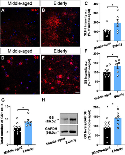 Figure 4 GS and GLT-1 are upregulated in the human brain upon aging. (A-C) Densitometric analysis of GLT-1 (A-B) and GS (D-E) immunostaining at the hippocampal dentate gyrus, including granule cell layer (CGL), molecular layer (ML), and polymorphic layer (PL), from human post-mortem tissue of middle-aged and elderly donors revealed an overall increased intensity of both proteins upon aging (A–F). Images represent the ML (A, B) and PL (D, E). (G) Immunostaining revealed a higher number of GS + cells in the elderly dentate gyrus than in the middle-aged ones. (H) GS protein level was increased in the dentate gyrus of elderly donors compared with middle-aged cases. Scale bars, 20 μm. Individual data points are plotted and represent individual donors (n = 6–10 donors/group). Significance was determined using the unpaired t-test. Error bars represent ± SEM. *: p < 0.05.