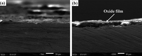 Figure 10. Cross section of wear tracks of CMo at (a) 600 °C and (b) 800 °C