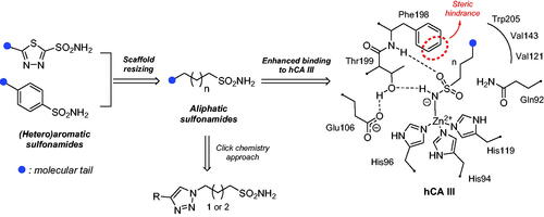 Figure 5. Drug design strategy proposed here to attain potent and selective hCA III inhibitors.