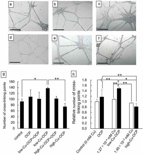 Figure 3. Optical microscope images of the capillary-like tubes formed by HUVECs incubated in the absence (control) (a) and the presence of 1 mg of OCP (b), low-Cu-OCP + OCP (c), low-Cu-OCP (d), high-Cu-OCP + OCP (e), and high-Cu-OCP (f) at 24 hours. Bars in the images represent 250 μm. Quantitative analysis of the number of cross-liking points in the tube networks of HUVECs cultured with 1 mg of granules containing different amounts of Cu (g). Relative number of cross-linking points in the networks of HUVECs cultured with OCP, low-Cu-OCP, high-Cu-OCP and copper gluconate at 0 (control), 1.27 × 10–4, and 1.40 × 10–3 mM (h). (*p < 0.05 and **p < 0.01).