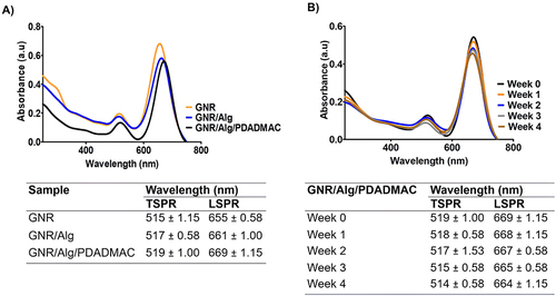 Figure 1 (A) UV-Vis Spectra of non-coated gold nanorod (GNR), alginate-coated gold nanorod (GNR/Alg) and PDADMAC/alginate-coated gold nanorod (GNR/Alg/PDADMAC). (B) No significant change in the UV-Vis spectra of GNR/Alg/PDADMAC after 4 weeks of incubation in PBS at 25°C, suggesting the stability of GNR/Alg/PDADMAC in the aqueous environment over time. Data are represented as mean ± SD (n = 3).