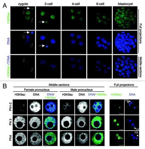 Figure 3. H3K9ac dynamics throughout early mouse embryogenesis. (A) Acetylation of H3K9 occurs throughout pre-implantation development. Mouse embryos at the indicated stages were stained with a H3K9ac antibody (green) and with DAPI (blue). Full projections of Z-sections acquired every 1 μm (top and middle panels) and middle, merge section (bottom panel) are shown. (B) Distribution of H3K9ac in male and female pronuclei. Representative male (right) and female (left) pronuclei (PN) in zygotes at indicated pronuclear stages were stained with an H3K9ac antibody. Note that H3K9ac accumulates uniformly in both pronuclei. Scale bar = 10 µm.