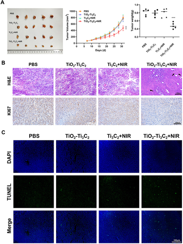 Figure 5 In vivo inhibitory effect of TiO2-Ti3C2 on colorectal cancer. (A) Changes in mice tumors volume and weight; (B) IHC detection of the tumor marker Ki67 and HE staining to observe the morphological changes in the tumor; (C) TUNEL staining to detect tumor cell apoptosis. ***P<0.001.