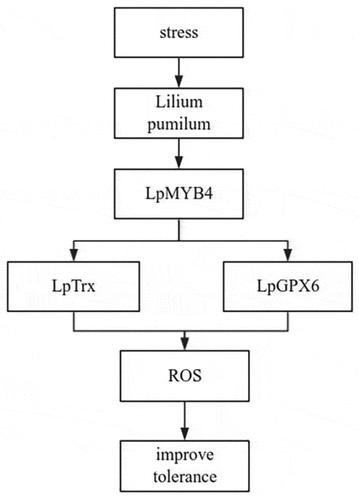 Figure 9. Model of regulatory mechanisms of the gene LpMYB4 in response to saline-alkali tolerance. LpMYB4 interacts with LpTrx, LpGPX6 scavenged ROS, resulting in improved tolerance to saline-alkaline stress.