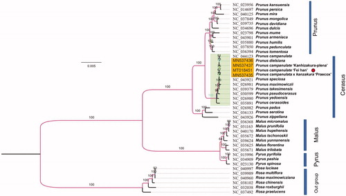 Figure 1. Maximum-likelihood (ML) phylogenetic tree of selected chloroplast sequences in Rosaceae. The branch that contain six species in Rosa genus is treated as the outgroup. Prunus campanulate ‘Fei han’ is marked with red circle. Genebank accession numbers were listed before their corresponding species.