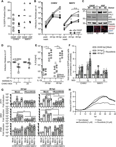 Figure 1. Primary human synovial fibroblasts are susceptible and permissive to CHIKV and MAYV infection. (A) OASF or HSF were infected with 5′EGFP-CHIKV or -MAYV (MOI 10). 24 h post-infection, the percentage of EGFP-positive cells was quantified by flow cytometry (n = 3–12). (B) Supernatants of CHIKV- and MAYV-infected OASF or HSF were collected at 24 and 48 h post-infection, and titers were determined by analysing EGFP expression at 24 h post-infection of HEK293 T cells (n = 3). (C) Uninfected OASF and HSF were analysed for MXRA8 and FHL1 expression by immunoblotting (n = 4–6) and for MXRA8 expression by immunofluorescence. Scale bar = 50 µm (n = 3, representative images shown). (D) OASF were infected with 5′EGFP-CHIKV at the indicated MOIs upon treatment of the virus with MXRA8-Fc recombinant protein or mock treatment. At 24 h post-infection, cells were analysed for EGFP expression (n = 4). (E) OASF were stimulated with IL-1β at 10 ng/ml for 16 h and subsequently infected with CHIKV (MOI 10) in the presence of IL-1β. At 24 and 48 h post-infection supernatant was collected and analysed for IL-6 secretion by ELISA (n = 3). (F) OASF were infected with 5′EGFP-CHIKV or -MAYV at the indicated MOIs in the presence or absence of 10 µM Ruxolitinib. At 24 and 48 h post-infection, cells were analysed for EGFP expression and (G) for the expression of IFIT1, MX2, and IFNB mRNA. Raw data of EGFP expression is plotted in Fig. S1C. The dotted line in (F) indicates the relative level of EGFP-positive cells (set to 1) in mock-treated, individually infected cell cultures. (H) OASF were infected with 5′EGFP-CHIKV (MOI 10) in the presence or absence of 1 or 10 µM Ruxolitinib or mock-infected. Images were analysed for EGFP intensity using ImageJ (n = 3). Statistical analysis was performed for A, B, D, and E using two-sided, unpaired t-tests, for F and G using ratio paired t-test with assumed equal standard deviation.