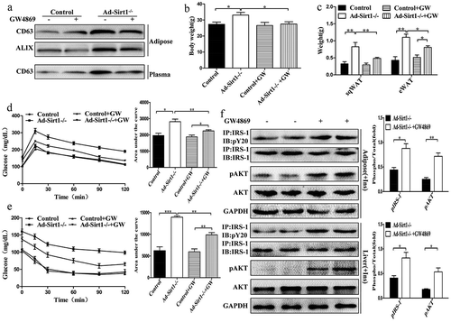 Figure 5. GW4869 treatment reverses the impaired metabolism in Ad-Sirt1-/- mice.(a): Expression of the exosomal protein in adipose tissue and plasma from control and Ad-Sirt1-/- mice in the absence or presence of GW4869 (abbreviated as “GW” in this figure). Bodyweight (b) and fat mass (c). n = 8–10 mice per group. Glucose tolerance tests (d) and insulin tolerance tests (e). n = 8–10 mice per group. F: Western blot analysis of adipose and hepatic insulin sensitivity in Ad-Sirt1-/- mice in the absence or presence of GW4869. n = 7–10 mice per group. The data are expressed as the mean ± SEM. *P< 0.05, **P < 0.01, ***P < 0.001.