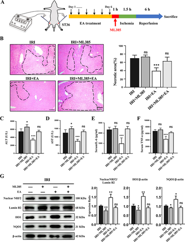 Figure 5 ML385 reversed the protective impact of EA on liver IRI. (A) The experimental design. (B) H&E staining images of liver tissues (original magnification, × 100) showed necrotic areas. (C and D) ALT and AST levels in serum. (E and F) Serum levels of indicated cytokines. (G) Nuclear Nrf2, HO-1 and NQO1 expression in the liver tissues. Lamin B and β-actin were used as loading controls. All data were presented as the mean ± SD. *P <0.05, **P < 0.01, ***P < 0.001 (n=3–5 per group).