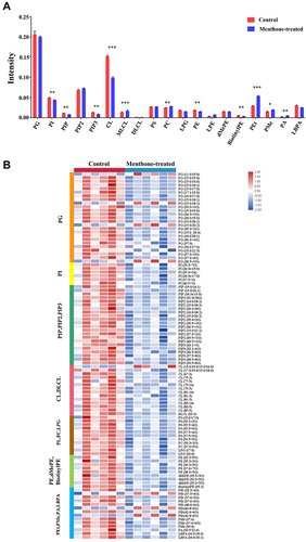 Figure 5 Effect of menthone on glycerophospholipids in MRSA cells. (A) The differences of the percentage composition between groups (*p<0.05; **p<0.01; ***p<0.001). (B) Heatmap profiles of glycerophospholipids species in MRSA with and without menthone treatment.