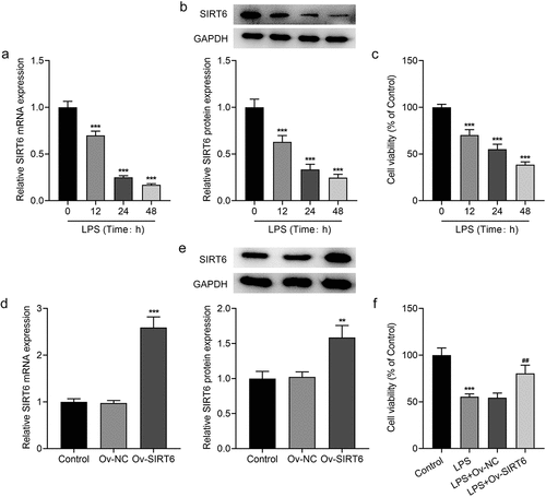 Figure 1 Overexpression of SIRT6 increased the viability of LPS-induced PDLSCs.