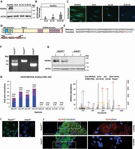 Figure 1. Generation of tecpr2 knockout mice as a model for SPG49. (A) Primary fibroblasts obtained from a healthy individual and SPG49 patients were lysed, and the extracted proteins immunoblotted for detection of TECPR2 by western blot analysis using anti-TECPR2 antibody. (B) TECPR2 mRNA levels in fibroblast cells from healthy individual and SPG49 patients. Total RNA from primary fibroblast cultures was extracted and subjected to quantitative RT-PCR using human TECPR2 primers. mRNA levels were normalized to the levels of HPRT1 (hypoxanthine phosphoribosyltransferase 1). Results are presented with the SEM of three independent experiments, p < 0.05, determined by one-way ANOVA with post-hoc Dunnett’s Multiple Comparison Test. The line at 1 refers to normalized mRNA levels in healthy control. (C) Primary fibroblasts derived from healthy individual and SPG49 patients were immunostained for TECPR2 and analyzed by confocal microscopy. Scale bar: 20 μm. (D) Schematic presentation of TECPR2 protein and its domains (top), and the expected DNA deletion and premature stop codon created by CRISPR-Cas9 using two short guiding RNA sequences (sgRNA). (E) Amino-acid sequence of wild-type TECPR2 and the truncated protein (p. Asp46Ilefs*4). (F) Representative genotyping PCR products of heterozygotic Tecpr2+/−, wild-type Tecpr2+/+ and tecpr2−/− knockout mice. (G) Mouse embryonic fibroblasts (MEFs) derived from wild-type and knockout mice were lysed, and the extracted proteins immunoblotted for detection of TECPR2 by western blot using anti-TECPR2 antibody. (H) Brain extracts from Tecpr2+/+ and tecpr2−/− mice were subjected to two-dimensional liquid chromatography followed by tandem mass spectrometry (2D-LC-MS/MS). The acquired tandem spectra (fragmentation spectra) were subjected to database searching for peptide and protein identification. Annotated MS2 spectrum identification of peptide VLLVSTLQR of TECPR2 by MaxQuant. Red: annotated peptide fragment, y-ion series. Blue: annotated peptide fragment, b-ion series (right panel). Extracted ion chromatogram for peptide VLLVSTLQR from fraction 3 of all samples were quantified by Skyline (left panel). Shown is the relative abundance of the peptide (“Peak Area Normalized”, y-axis) in each sample (“Replicate”, x-axis). Different colors represent different species of the isotopic packet of the precursor (Blue, M; Purple, [M + 1].; Brown, [M + 2].). (I) Immunostaining of TECPR2 in MEF cells derived from wild type Tecpr2+/+ and knockout tecpr2−/− mice. Scale bar: 20 μm. (J) Cervical segments of dorsal root ganglia (DRG) from wild-type Tecpr2+/+ and knockout tecpr2−/− adult mice were fixed with 4% PFA and embedded in paraffin. Slices (4-µm thick) were immunostained with anti-TECPR2 and anti-TUBB3 antibodies and DAPI. Scale bar: 50 μm