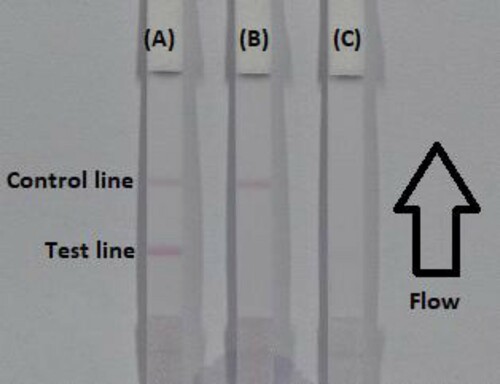 Figure 4. The illustration of strip results (A) the sample is negative; (B) positive result if the C line appears alone; (C) invalid result if the control and test line doesn't appears. C = control line. T = test line.