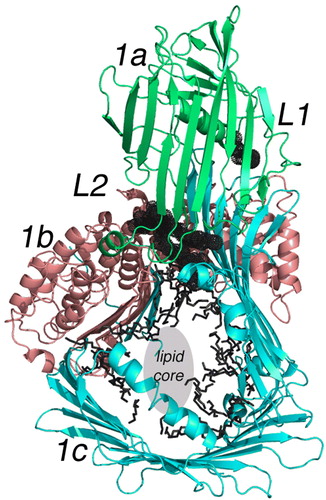 Figure 3.  Lipid molecules attached to a subunit of LV. The cartoon is color-coded the same as Figure 2 but shows only a single subunit of LV in an orientation where the major lipid-containing region is visible. The green portion labeled 1a is again the NH2-terminal domain; 1b in red is the helical domain; 1c is the β-sheet domain containing the lipid core. Two unique lipid-binding sites are labeled L1 and L2 and are partially hidden but visible as black spherical nets. Other lipid molecules or parts thereof observed in the crystallographic studies are evident in the lipid cavity as black bonds. L2 is a phospholipid as reported in the original study Citation14. The center of this segment of the LV molecule is labeled lipid core. Although not containing any visible electron density in the crystal structure, other experiments establish this location as that containing most of the bound lipid; for LV, 15% w/w is lipid, mostly phospholipid but neutral lipid as well.