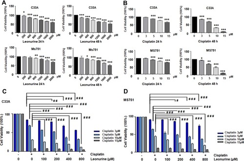 Figure 1 Leonurine and cisplatin inhibits the ratio of cell proliferation in cervical cancer cells. (A) C33A and MS751 cells were treated with the different concentrations of leonurine (0, 200, 400, 800, 1600, 2000μM) for 24 h and 48 h. (B) C33A and MS751 cells were treated with the various concentrations of cisplatin (0, 3, 5, 10, 15μM) for 24 h and 48 h. (C) C33A and (D) MS751 cells were combined treated with the various concentrations of leonurine (0, 200, 400, 800μM) and different concentrations of cisplatin (0, 3, 5, 10, 15μM) for 48 h. The CCK8 assay was used to analyze the cell proliferation ratio. The cell viability rates of proliferation were represented by the bars in each group. Data are expressed as means ± SD deviation of three independent experiments. Compared with the 0μM group, * P < 0.05, ** P <0.01, *** P < 0.001. Compared with the same concentration of cisplatin group, #P < 0.05, ##P <0.01, ###P < 0.001.