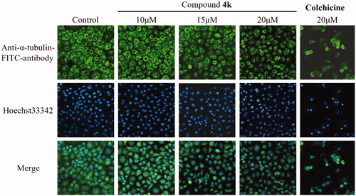 Figure 5. Effect of 4k on tubulin in A549 cells. The A549 cells were treated with colchicine (20 μM) and different concentrations of 4k for 24 h, and the distribution of tubulin in the cells was observed by laser scanning confocal microscopy.