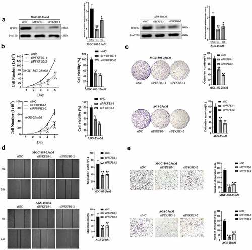 Figure 2. PFKFB3 knockdown suppressed the hyperglycemia-induced GC malignant phenotype in AGS and MGC803 cells. (a) Western blot analysis was conducted to confirm the transfection efficiency of PFKFB3; (b, c) The effect of PFKFB3 knockdown on proliferation was evaluated with cell total number assay, MTT assay and colony formation assay; (d, e) The effect of PFKFB3 silencing on migration was examined by wound healing and migration assays. *P < 0.05, **P < 0.01, ***P < 0.001