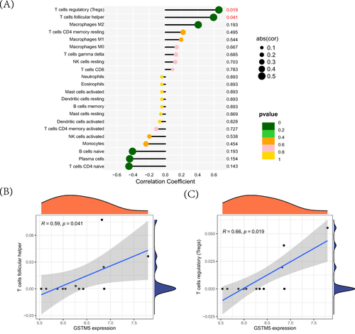 Figure 8 Immune cell correlation analysis of GSTM5. (A) Correlation analysis; (B) GSTM5 correlation analysis with T cells follicular helper; (C) GSTM5 correlation analysis with T cells regulatory (Tregs).